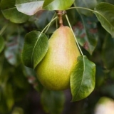 Kako uzgajati kruške u predgrađu